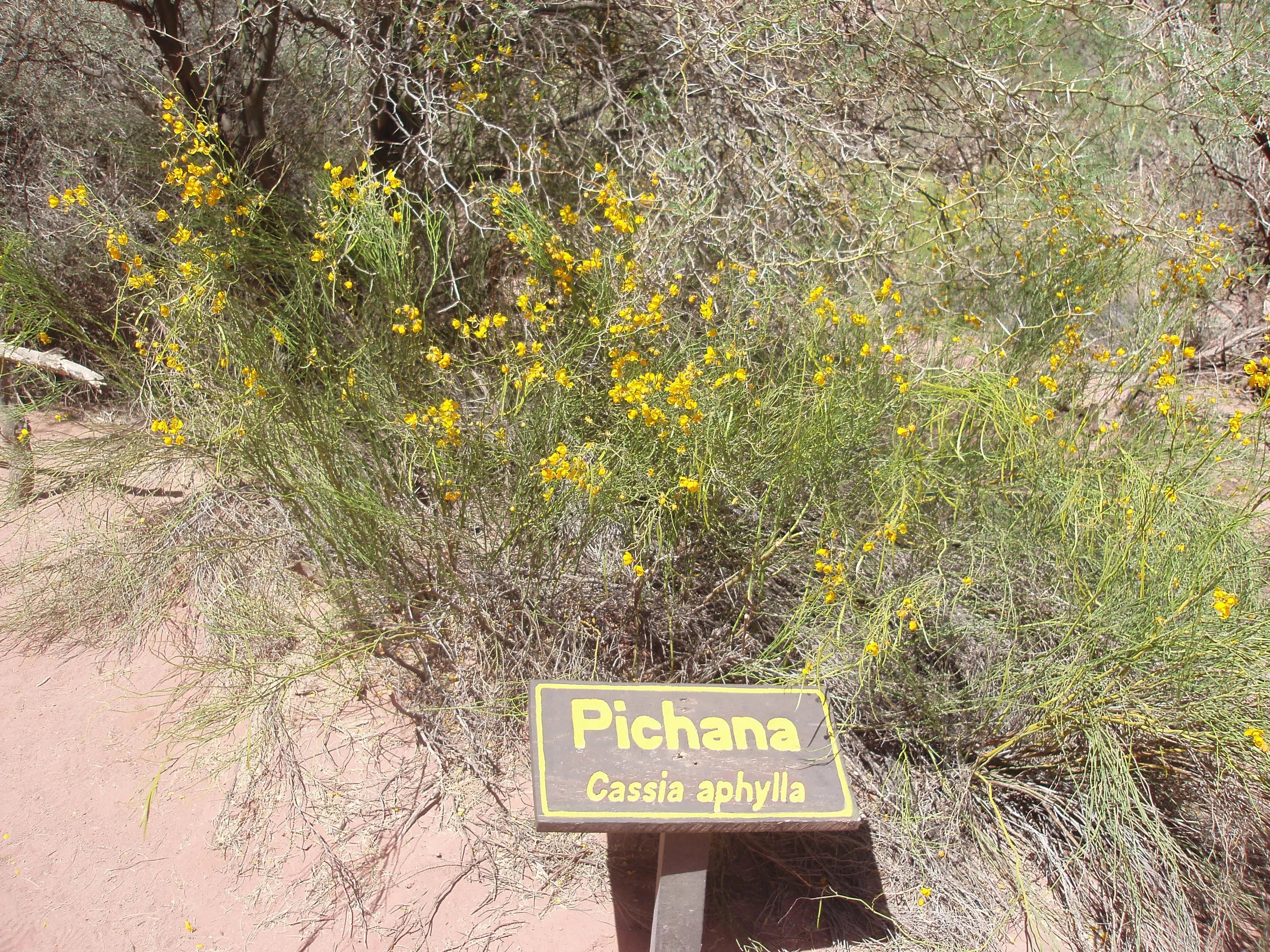 Pichana o tola